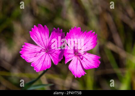 Fleurs rose carthusien Dianthus carthusium sur un pré d'été. Utilisation en médecine traditionnelle rhumatismes aggainst. Banque D'Images