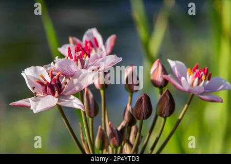 Gros plan de l'inflorescence semblable à un ombel de la ruée vers la floraison ou de la ruée vers l'herbe Butomus umbellatus en pleine floraison. Europe. Banque D'Images