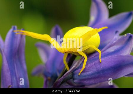 Détail d'une araignée de crabe jaune vif (Misumena vatia) sur une fleur de cloche bleu (jacinthoides non-scripta) dans une forêt de Devon (tête sur la vue). Banque D'Images