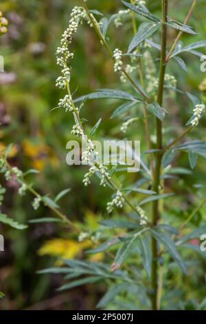 Artemisia vulgaris, également connu sous le nom de mugwort commun, bois de millepertuis, herbe de felon, herbe de chrysanthème, bois de millepertuis sauvage. Floraison au printemps. Banque D'Images