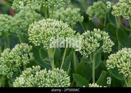 Orpine au début du printemps avec des feuilles vertes seulement .jeunes pousses d'orpine Sedum telephium. Belles plantes vertes. Arrière-plan de la nature. Banque D'Images