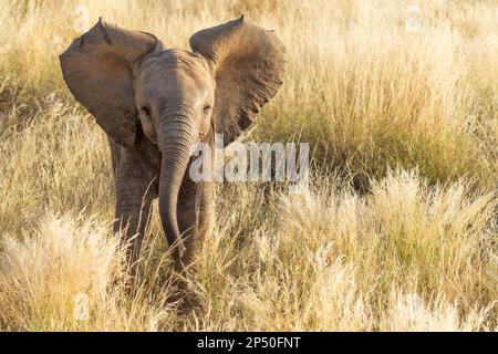 Bébé éléphant essayant d'être effrayant et en colère mais regardant mignon dans l'herbe dorée à Samburu Kenya Banque D'Images