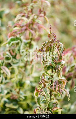 Ligustrum lucidum Cully Wurly, corset chinois Cully Wurly, arbuste à feuilles persistantes, feuilles maussées bordées de rose rouge crémeux-jaune quand elles sont jeunes Banque D'Images