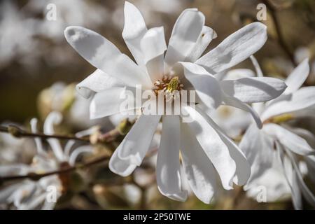 Gros plan des fleurs de magnolia stellata dans Isabella Plantation, un jardin boisé dans Richmond Park à Londres Banque D'Images