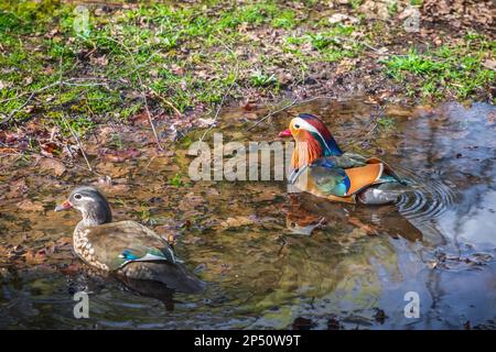 Canards mandarin sur une flaque à Isabella Plantation, un jardin boisé à Richmond Park à Londres Banque D'Images