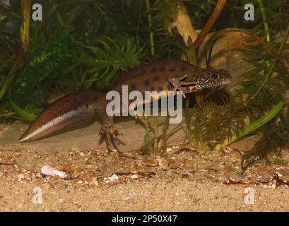 Gros plan détaillé sur un nouveau-né italien à crête, Triturus carnifex sous l'eau Banque D'Images