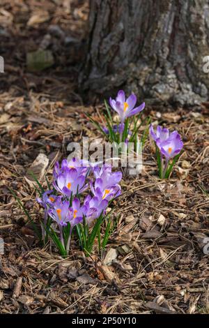 Crocus heuffelianus Harry Hay, crocus de printemps aux fleurs violettes de lavande clair et au sommet sombre Banque D'Images