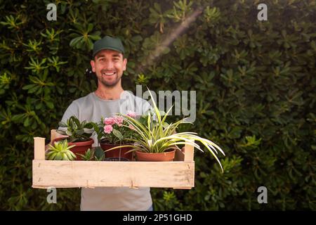 Homme jardinier en casquette verte tient une boîte en bois avec des plantes de maison devant la clôture vivante à feuilles persistantes Phillyrea latifolia. Livraison des semis de la plante n Banque D'Images