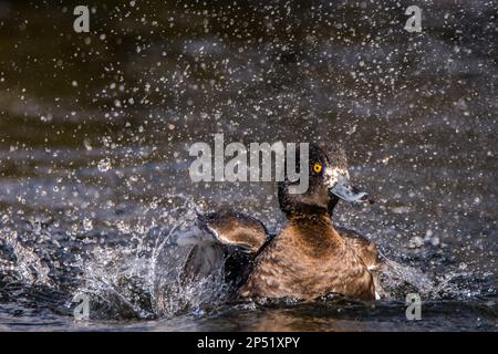 Barbotage de canard touffeté femelle sur un lac d'hiver, Royaume-Uni Banque D'Images