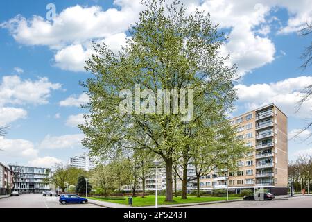 un grand arbre au milieu d'une ville avec des voitures garées sur le côté de la route et des bâtiments derrière elle Banque D'Images