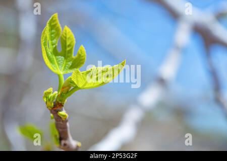 Pousses de figuier et figues vertes au printemps par temps ensoleillé Banque D'Images