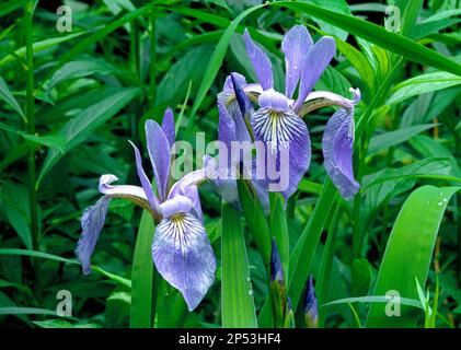 Iris Wild Blue Flag en fleur dans le nord-est de la Pennsylvanie Banque D'Images