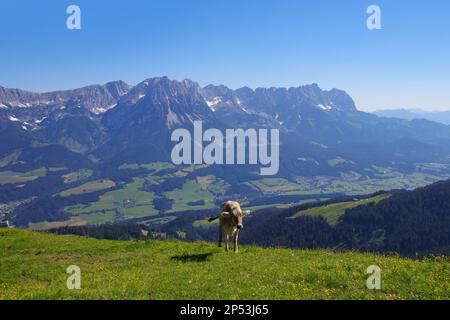 Une vache pature sur les monts Kaiser (Wilder Kaiser) à Scheffau, Tyrol - Autriche Banque D'Images