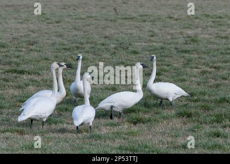 Six cygnes trompettes, Courtenay, B.C Canada. Banque D'Images