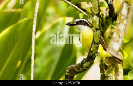 Grand kiskadee perché sur une branche d'arbre avec un insecte dans le bec Banque D'Images