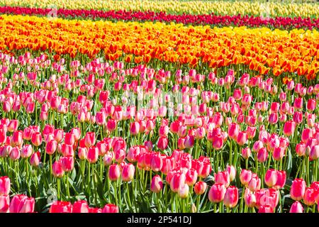 Des fleurs de tulipe aux couleurs vives (Tulipa) en pleine floraison remplissent un champ dans une ferme de fleurs à Washington, aux États-Unis, pendant le Festival de tulipes de printemps. Banque D'Images