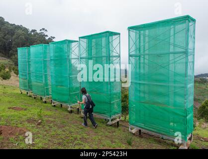 Récolte de nuages, filets de capture de brouillard, filets utilisés pour recueillir l'eau des nuages bas/brouillard/brouillard dans les montagnes de Gran Canaria, îles Canaries, Espagne Banque D'Images