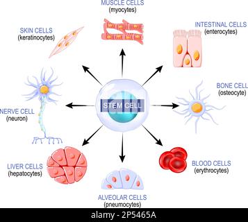 Cellules souches d'un blastocyste qui peut devenir n'importe quel tissu dans le corps. par exemple : neurone, ostéocyte, entérocytes, globules rouges, myocytes, Illustration de Vecteur