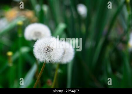 Pissenlit fleurit sur une pelouse verte, paysage de printemps. Banque D'Images