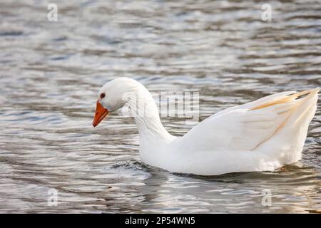 Magnifique canard blanc ou oie nageant sur le lac ou la rivière Banque D'Images