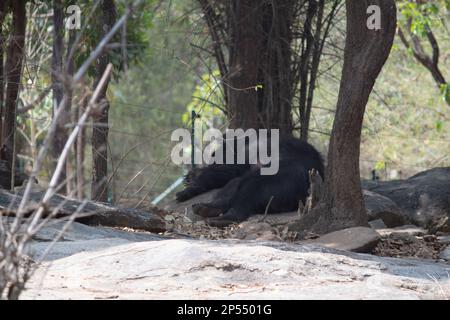 Ours indien au parc national de Bannerghatta Bangalore situé dans le zoo. Refuges de la faune sauvage de la forêt à Karnataka Inde Banque D'Images