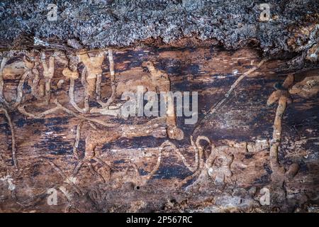 Couper le tronc de l'arbre avec des coupes circulaires. Couleurs d'hiver orange. Présence de veines à la surface. Texture du bois. Banque D'Images