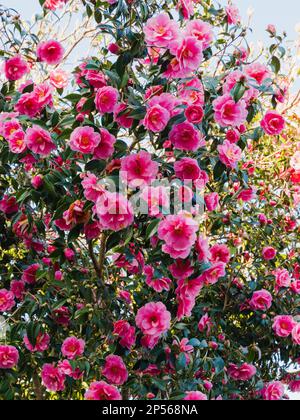 Exposition en masse de la fin de l'hiver de la fleur rose semi-double vert, Camellia x williamsii 'Donation' Banque D'Images