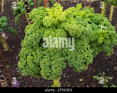 Feuillage ornemental profondément coupé de la feuille d'hiver robuste F1 légume hybride, Kale 'Reflex' Banque D'Images