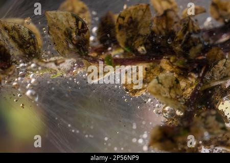 Photo macro de la bande larvaire de la Moth Ermine dans une brousse Banque D'Images