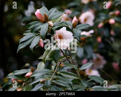 Gros plan des fleurs d'hiver de la plante de jardin à feuilles persistantes Camellia x williamsii Hiraethlyn. Banque D'Images