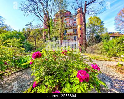 Pivoines rouges fleuries dans le jardin botanique de Brera, Milan, Italie Banque D'Images