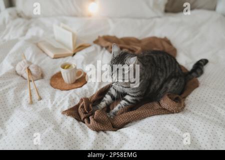 Mignon chat tabby dans le lit sur la couverture chaude. Concept hygge. Week-end paresseux. Ambiance chaleureuse de la maison Banque D'Images