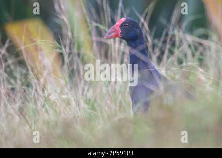 Le samphen Australasien (Porphyrio melanotus) de près d'Auckland, Aotearoa Nouvelle-Zélande. Banque D'Images