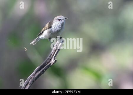 Un paruline grise (Gerygone igata) un petit oiseau de passereau endémique à Aotearoa en Nouvelle-Zélande. Banque D'Images