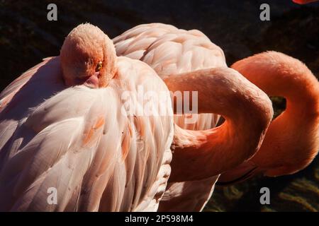 Flamants Roses, Phoenicopterus ruber roseus .Bioparc.Valence, Espagne. Banque D'Images