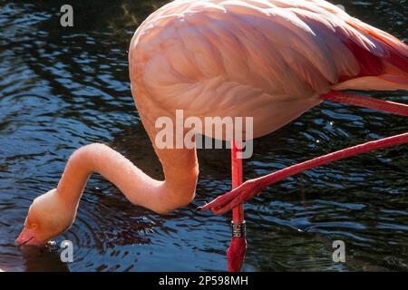 Flamants Roses, Phoenicopterus ruber roseus .Bioparc.Valence, Espagne. Banque D'Images