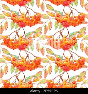 Aquarelle rowan branche feuille d'ashberry motif sans couture. Banque D'Images