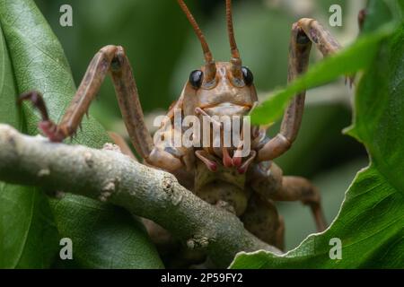 La petite barrière géante weta (Deinacrida heteracantha) ou wetapunga est le plus grand insecte dans le monde, ce cricket se trouve en Nouvelle-Zélande. Banque D'Images