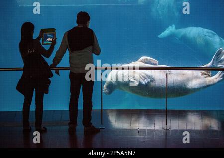 Morse (Odobenus rosmarus) dans la maison arctique à Oceanografic par Félix Candela, ville des Arts et des Sciences par S. Calatrava. Valence. Espagne Banque D'Images