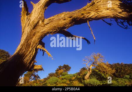 Sabine (Juniperus turbinata ssp. canariensis), El Sabinar, El Hierro, île des Canaries, Espagne, Europe Banque D'Images