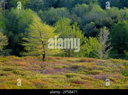 Un pré boisé de printemps dans la forêt d'État de Moshannon, en Pennsylvanie Banque D'Images