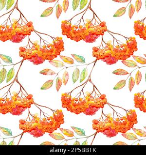 Aquarelle rowan branche feuille d'ashberry motif sans couture. Banque D'Images