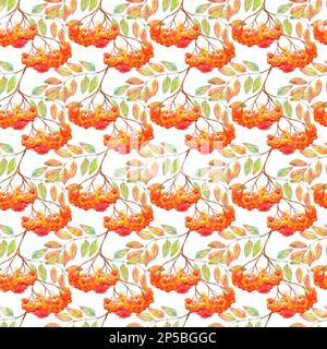Aquarelle rowan branche feuille d'ashberry motif sans couture. Banque D'Images