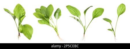 Décor avec plantes plantain à feuilles larges fraîches sur fond blanc. Bannière Banque D'Images