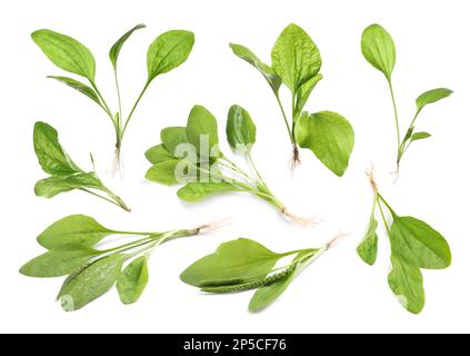 Décor avec plantes plantain à feuilles larges fraîches sur fond blanc Banque D'Images