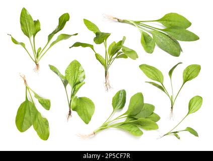 Décor avec plantes plantain à feuilles larges fraîches sur fond blanc Banque D'Images