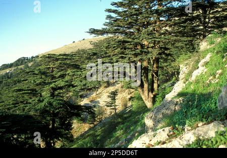 La réserve naturelle Al Shouf Cedar est une réserve naturelle située dans les districts de Chouf et d'Aley au Liban. Banque D'Images