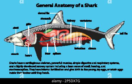 Illustration de l'anatomie générale d'un diagramme de requin Illustration de Vecteur