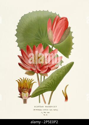 Illustration des fleurs. Nénuphars égyptiennes Banque D'Images