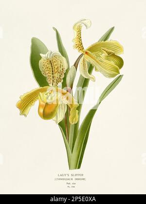 Illustration des fleurs. Pantoufles de dame Banque D'Images